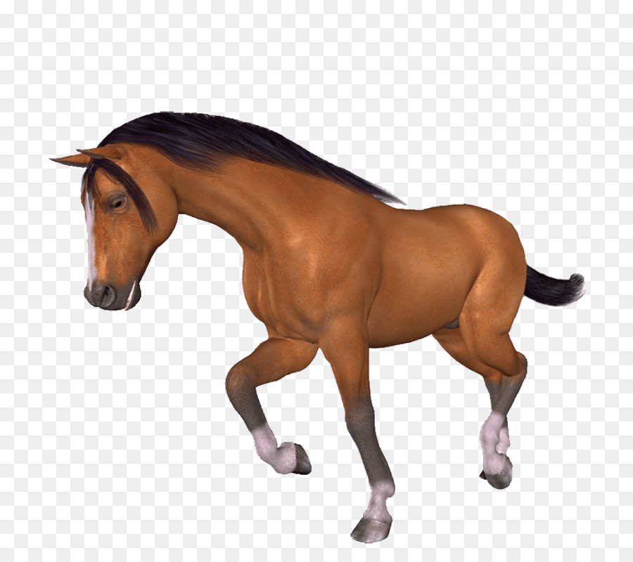 лошадь，щетка PNG