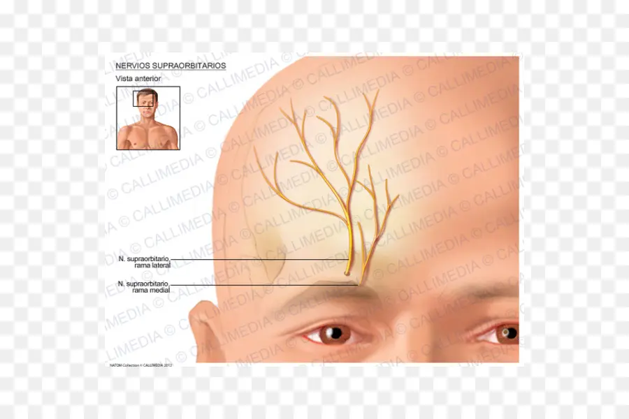 Схема надорбитальных нервов，Анатомия PNG