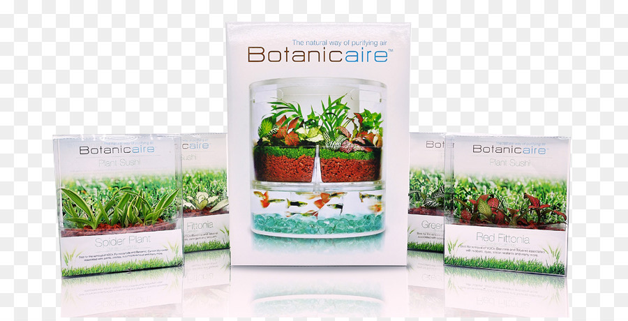 в пробирке ПТЭ Ltdbotanicaire，в пробирке PNG