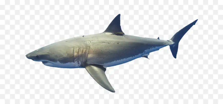 большая белая акула，лиссабонский океанариум PNG