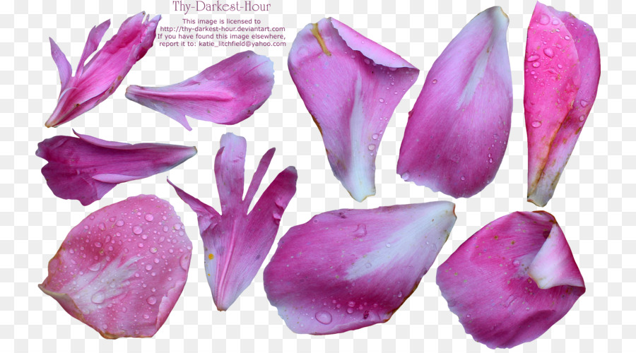 лепесток，цветок PNG