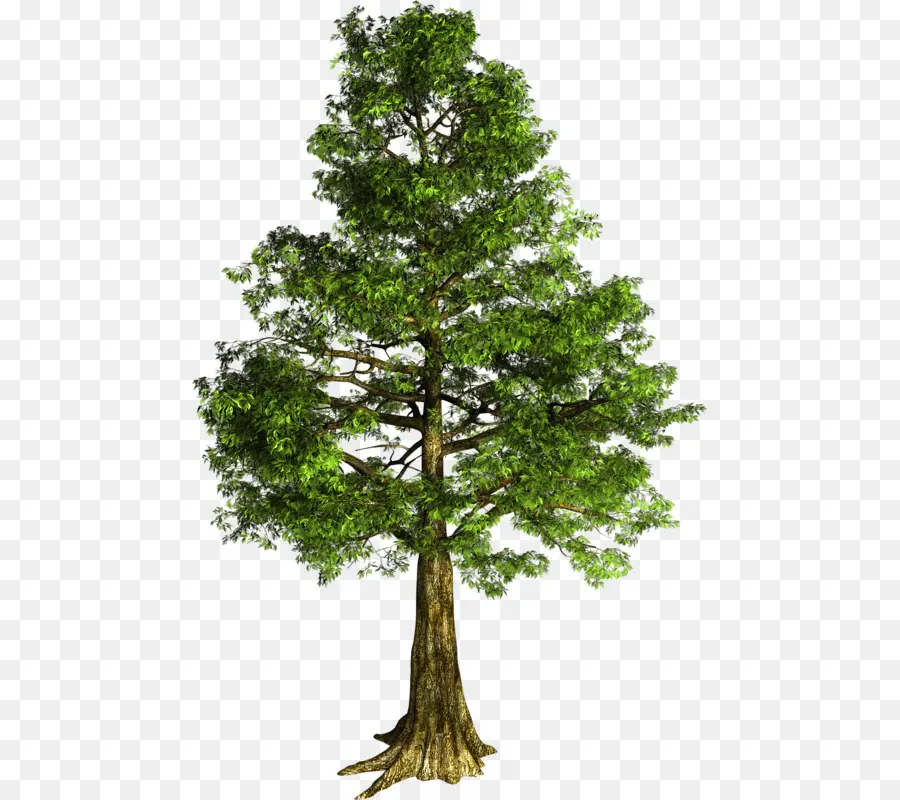 рябина，дерево PNG