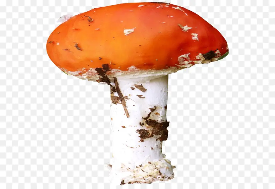 гриб，агарический PNG