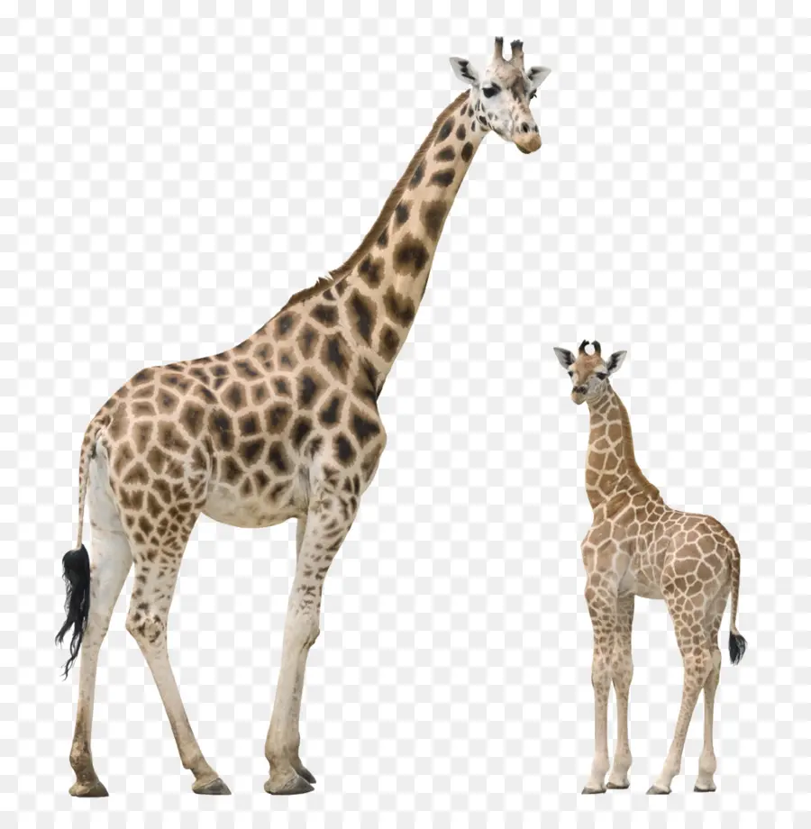 жираф，форматы файла изображения PNG