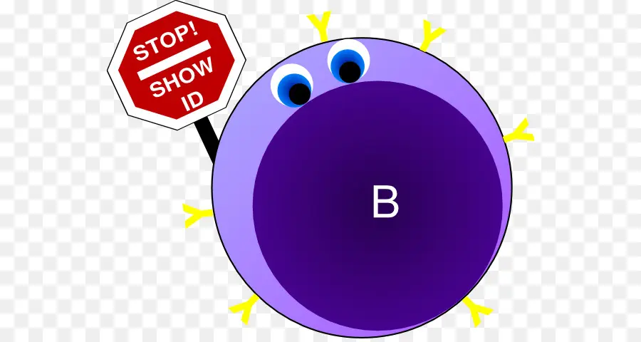 ячейка B，клетки PNG
