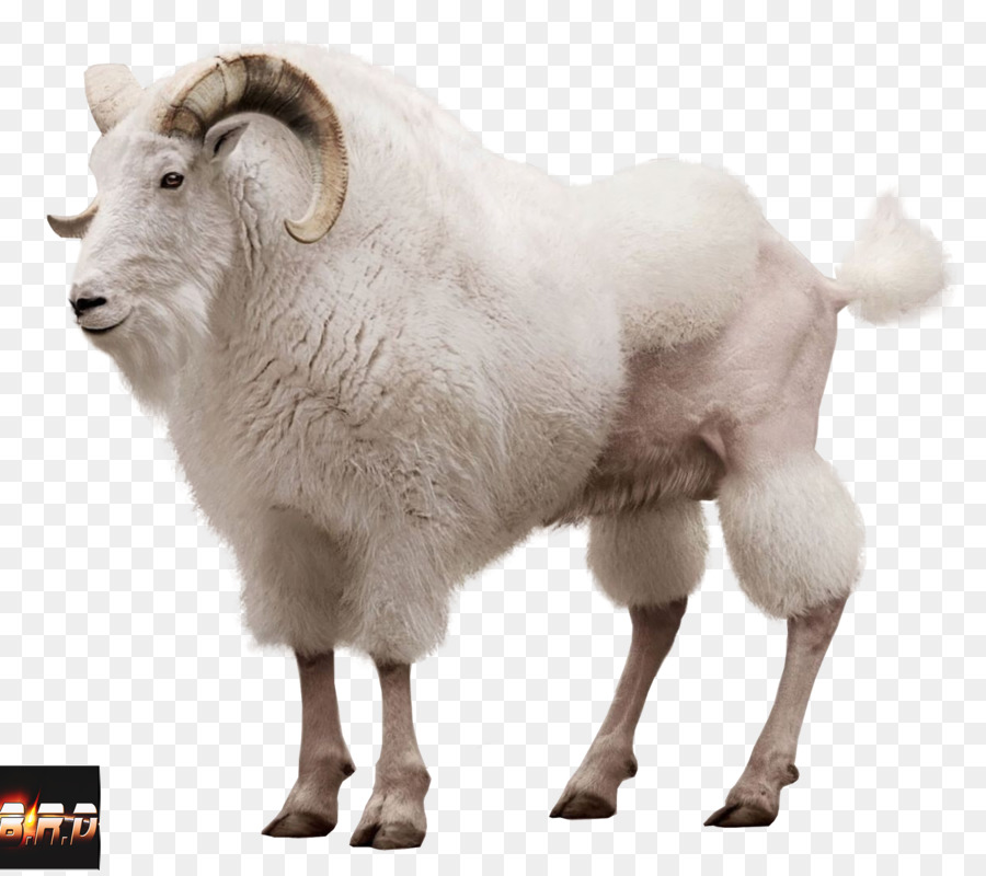 козел，овца PNG