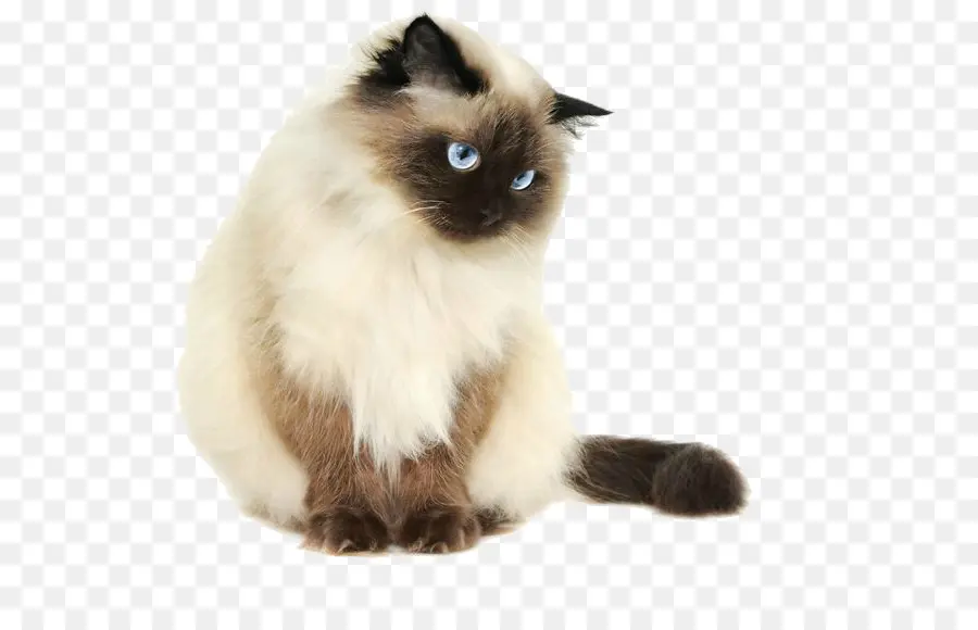 гималайская кошка，сиамская кошка PNG