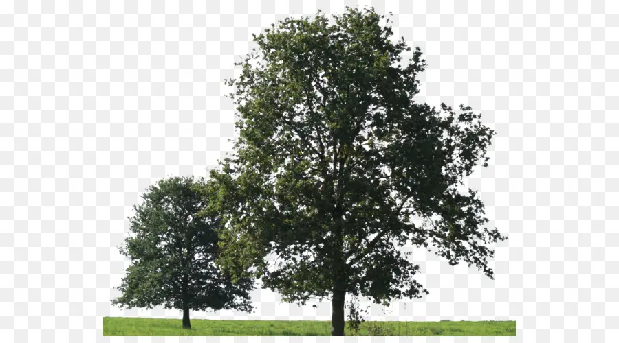 дерево，американский платан PNG
