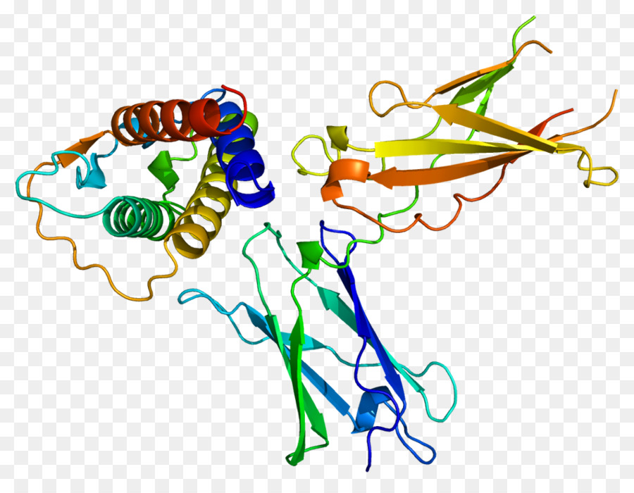 Структура белка，молекула PNG