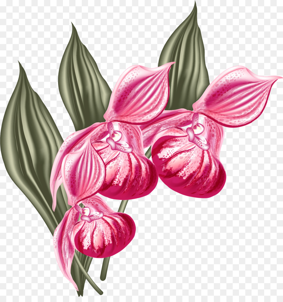 мотылек орхидеи，графический дизайн PNG