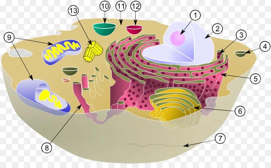 Схема клеточной структуры，биология PNG