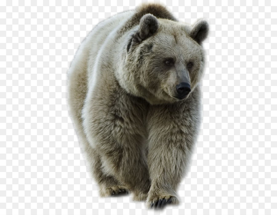 медведь，бурый медведь PNG