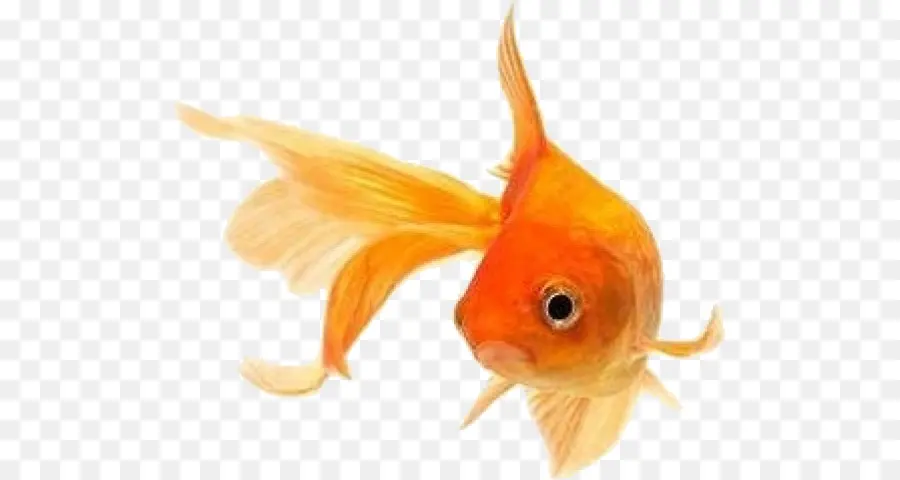 Золотая рыбка，кои PNG
