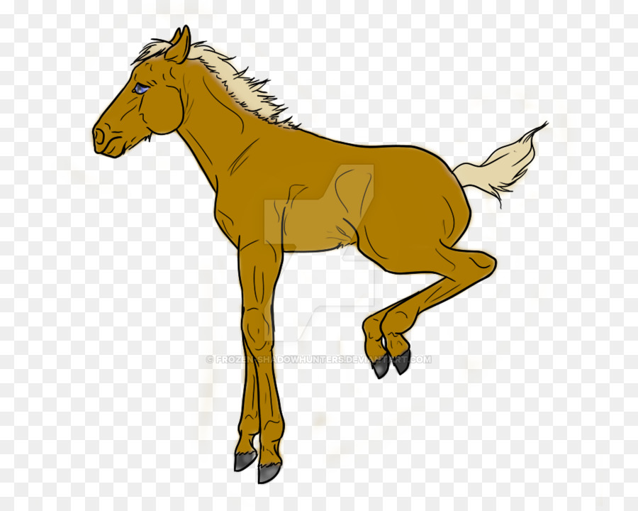 Mule，Foal PNG