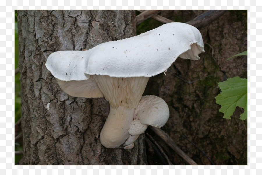 Oyster Mushroom，вешенки Eryngii PNG