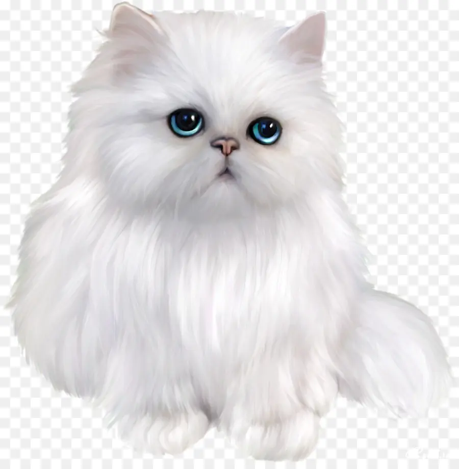 персидская кошка，гималайская кошка PNG