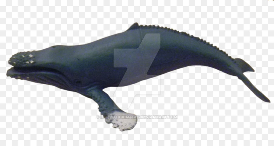 Porpoise，Cetaceans PNG