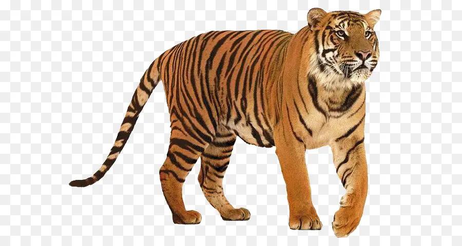 Сибирский тигр，бенгальский тигр PNG
