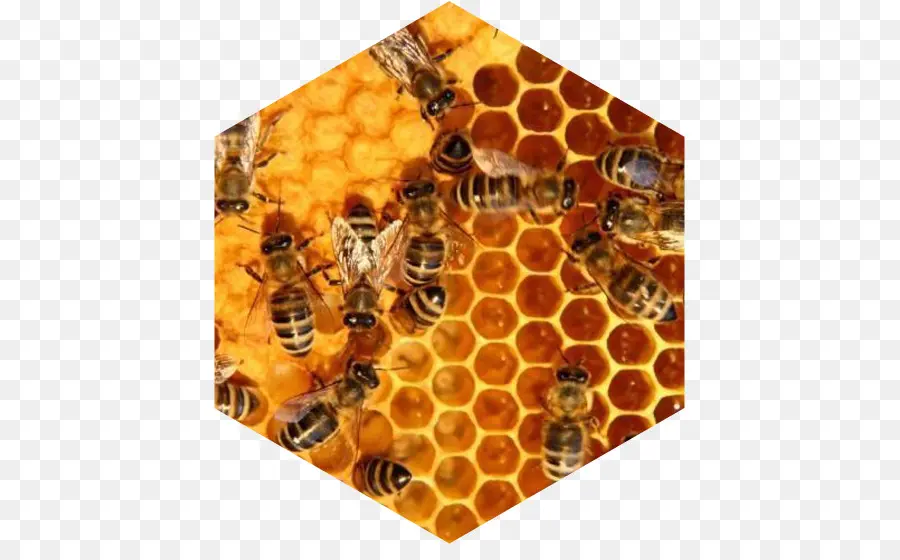 мед пчелиный，улей PNG