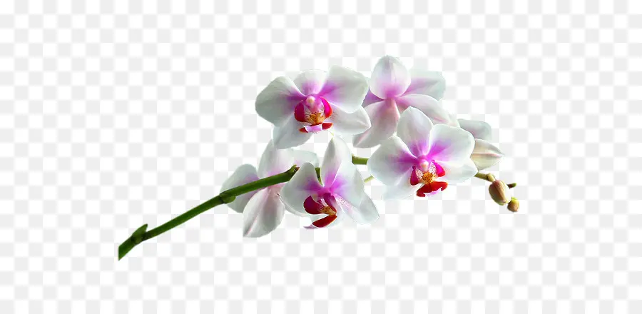 орхидеи，цветок PNG