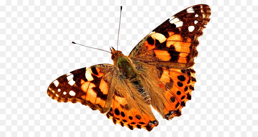 бабочка，нарисованная леди PNG