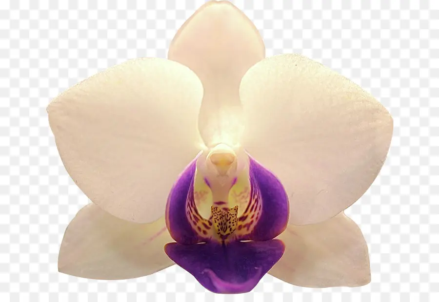 диполог，мотылек орхидеи PNG