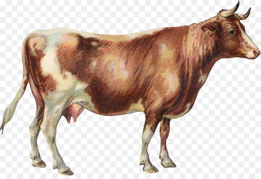 молочный скот，Джерси крупного рогатого скота PNG