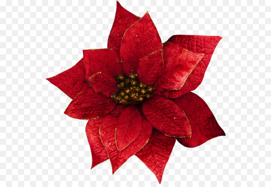 Рождество，цветок PNG