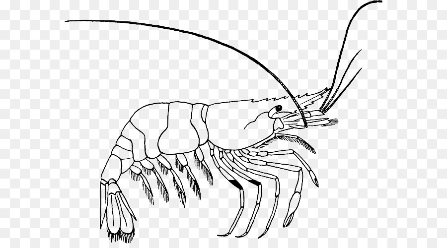 Картинки креветки для срисовки