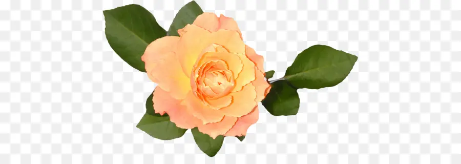 сад роз，флорибунда PNG