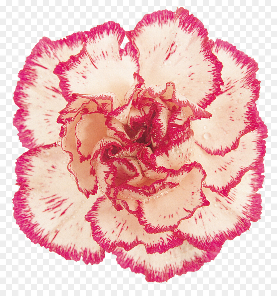 гвоздика，розовый PNG