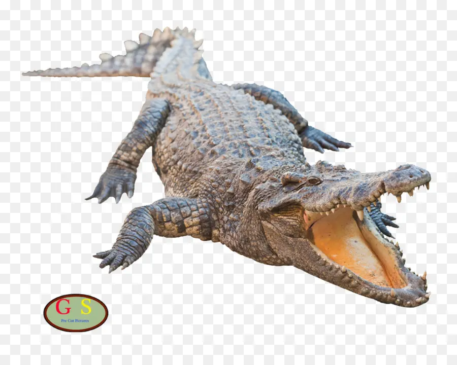 Нил Крокодил，Американский аллигатор PNG