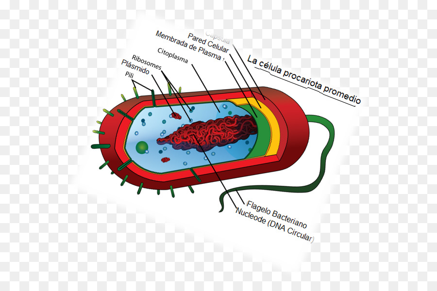 Прокариоты наличие ядер. Прокариотическая клетка. Клетка бактерии. Бактериальная клетка. Прокариоты картинки.
