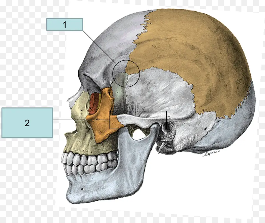 Человеческий череп，череп PNG