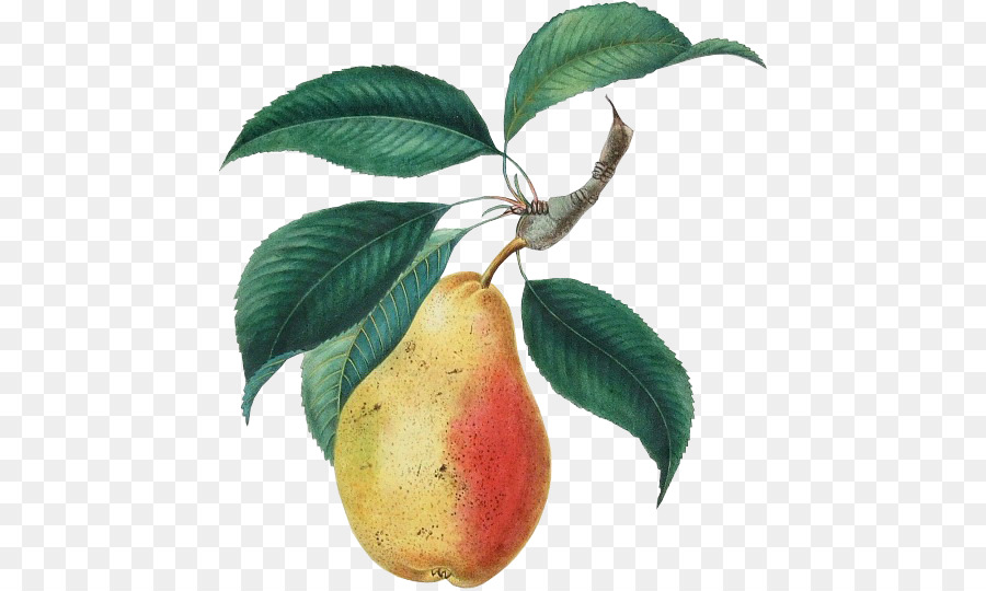 Pear，плод PNG