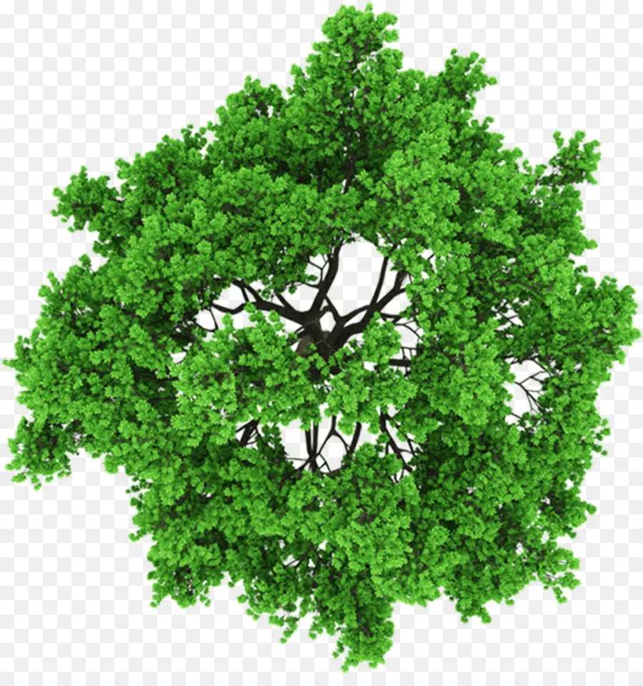 дерево，3d компьютерная графика PNG