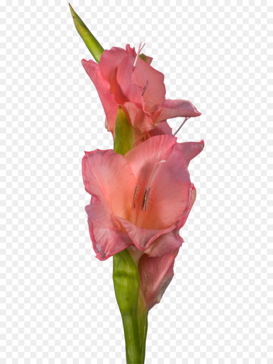гладиолус，срезанные цветы PNG