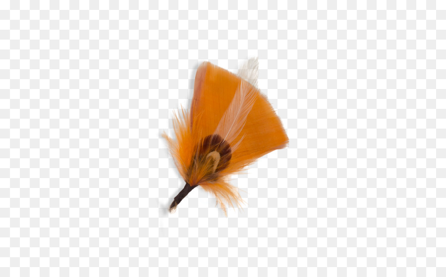 насекомое，оранжевый PNG