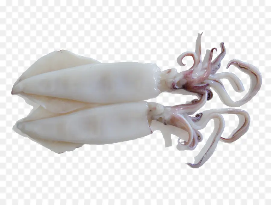 Кальмар，Морепродукты PNG