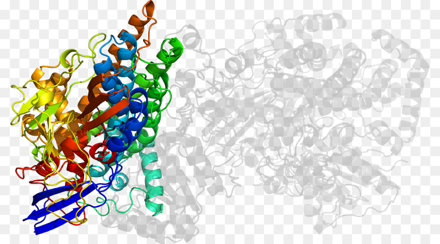 Структура белка，Молекула PNG