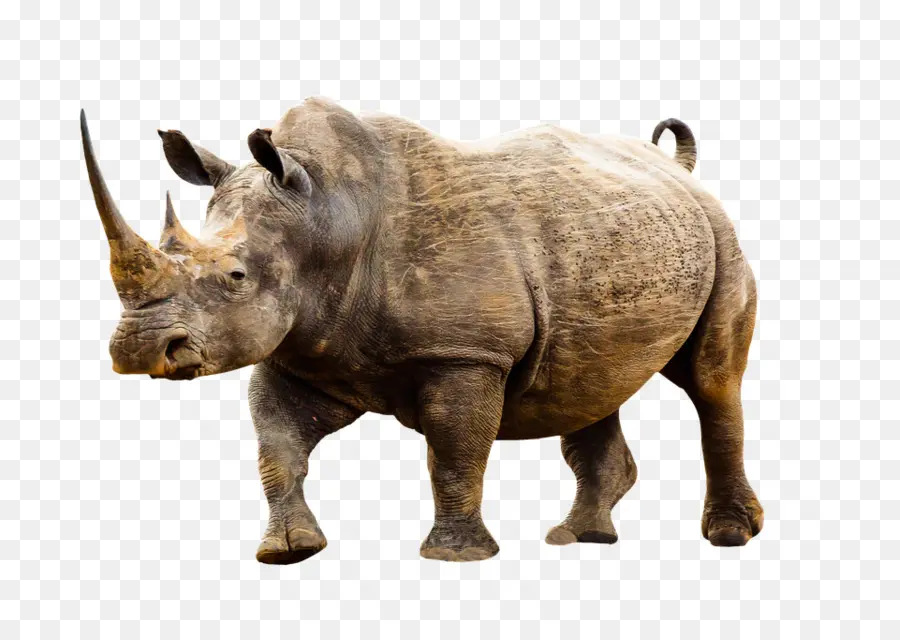 носорог，черный носорог PNG