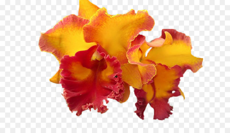 Cattleya орхидеи，мотылек орхидеи PNG