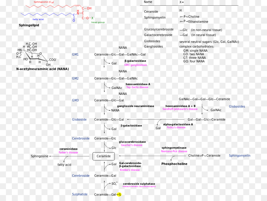 Путь метаболизма сфинголипидов，биохимия PNG