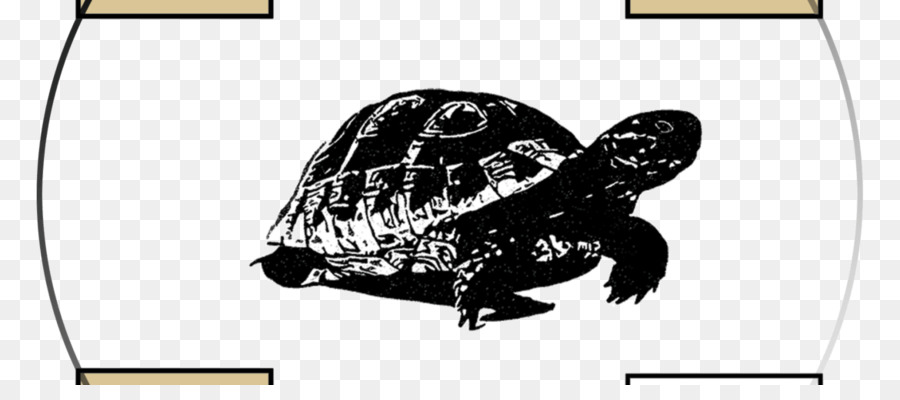 черепахи коробка，черепаха PNG