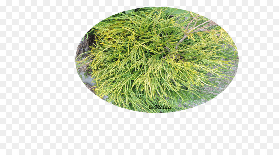 дерево，трава PNG