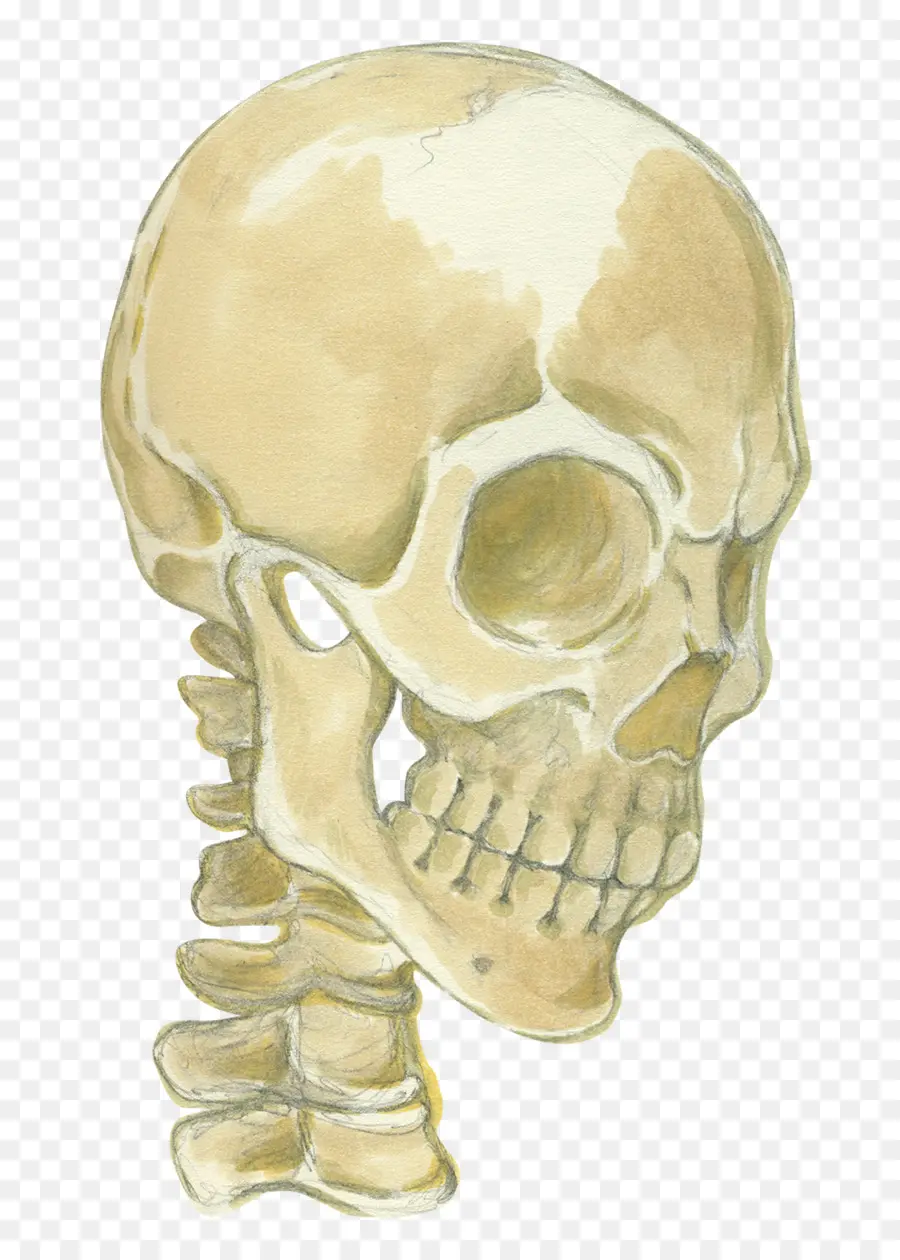 челюсть，скелет PNG