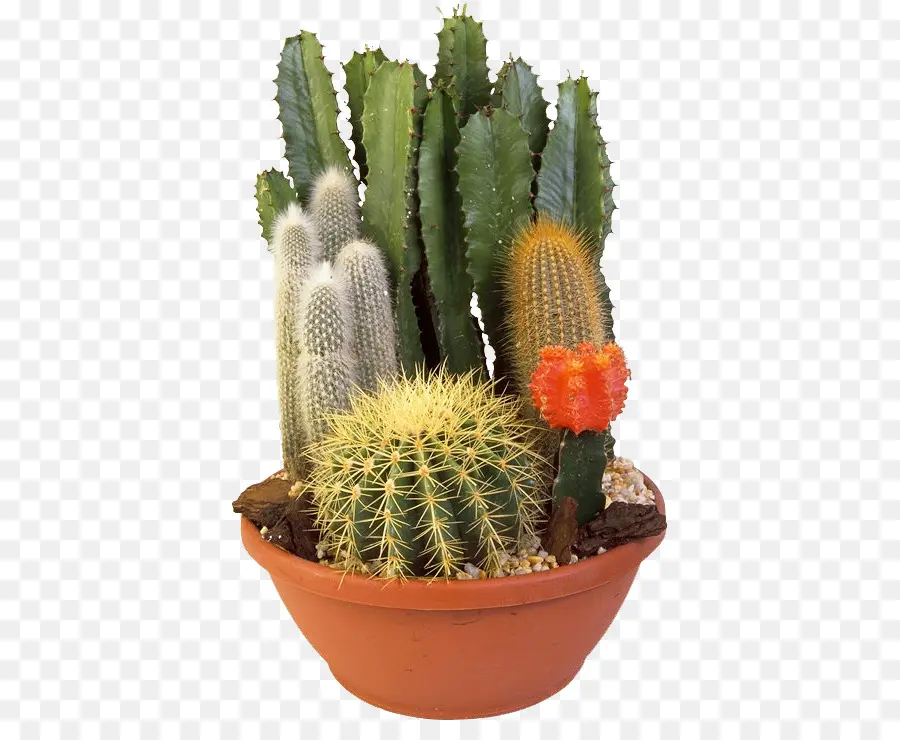 Кактус треугольника，Cactaceae PNG