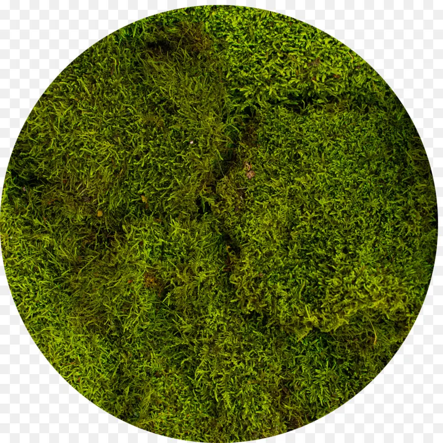 мох，зеленый PNG