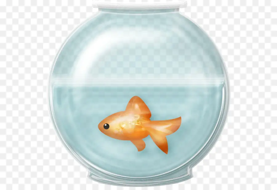 золотая рыбка，рыба PNG