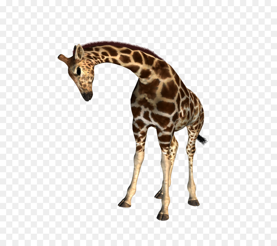 Северный жираф，рисунок PNG